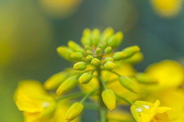 油菜花