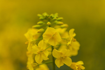 油菜花