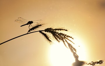 蜻蜓