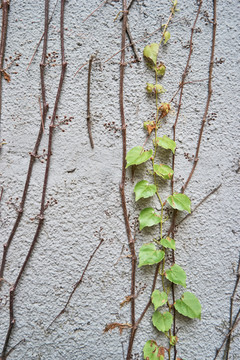 蔓藤植物