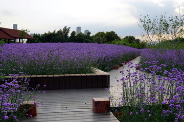 马鞭草花海