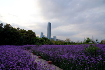 马鞭草花海