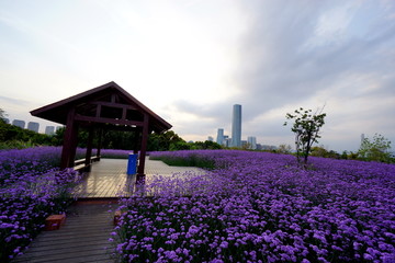 马鞭草花海