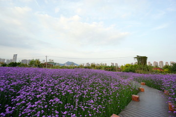 马鞭草花海