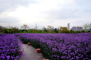 马鞭草花海