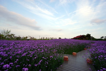 花海