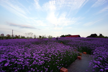 薰衣草花海