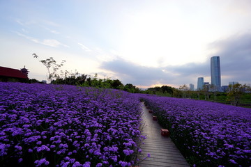 紫色花海