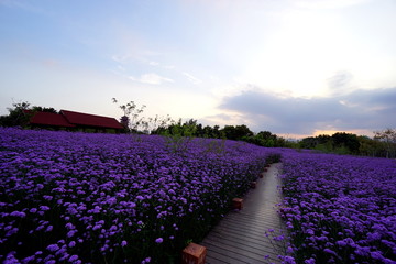 紫色花海