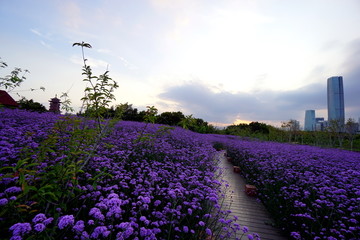 花海