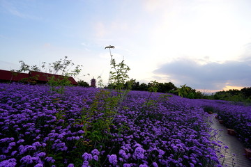 花海