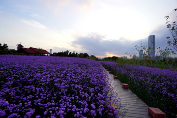 花海