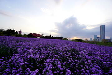 薰衣草花海