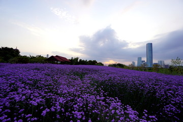 花海