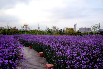 薰衣草花海