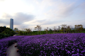 马鞭草