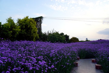 马鞭草