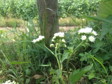 小野花