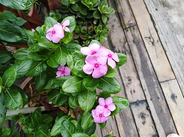 小花