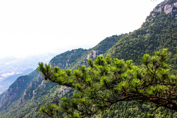 庐山怪松