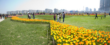 郁金香花海