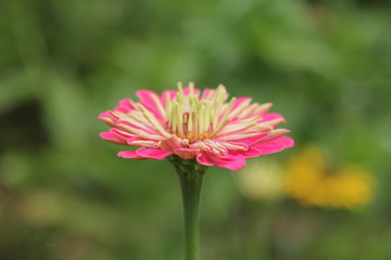 粉色万寿菊花心