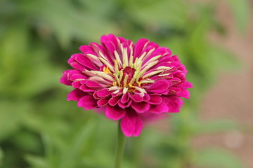 万寿菊花蕊花心