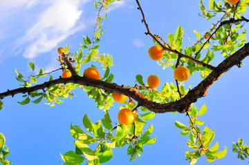 挂满枝头的杏