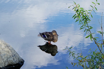 美人松湖中的野鸭