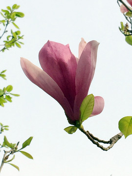 紫玉兰花朵
