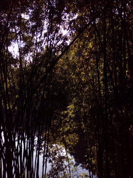 华岩湖畔风景