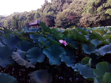 重庆华岩湖荷塘风景