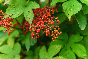 绿植背景红色野果子