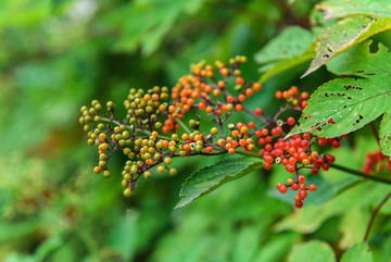 绿植背景红色野果子