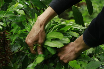 荒山茶