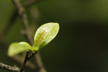 茶叶茶树鲜叶