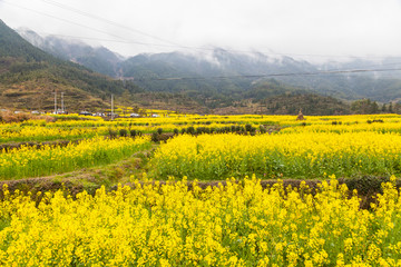 婺源油菜花