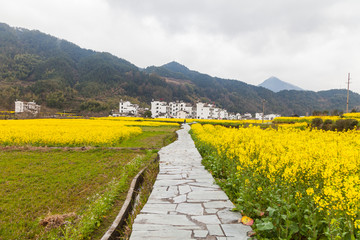 婺源油菜花