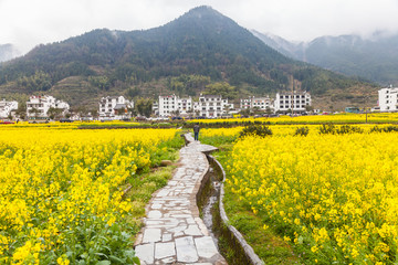 婺源油菜花