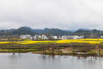 婺源油菜花