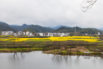 婺源油菜花