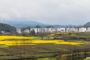 婺源油菜花