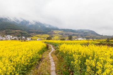 婺源油菜花