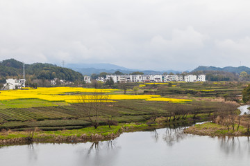 婺源油菜花