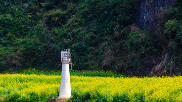 中国连州湟川三峡油菜花田