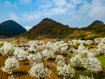 中国广东连州梨花林