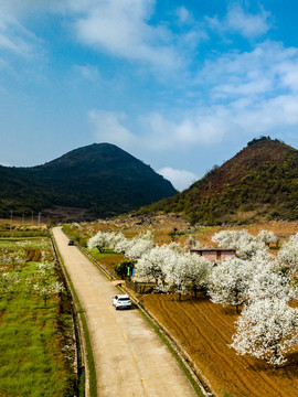 中国广东连州梨花林