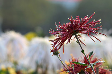 菊花