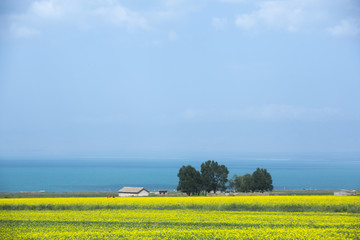 青海湖边的油菜花