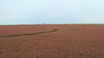 盘锦红海滩